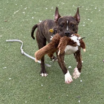 Coco Puff thumbnail 4