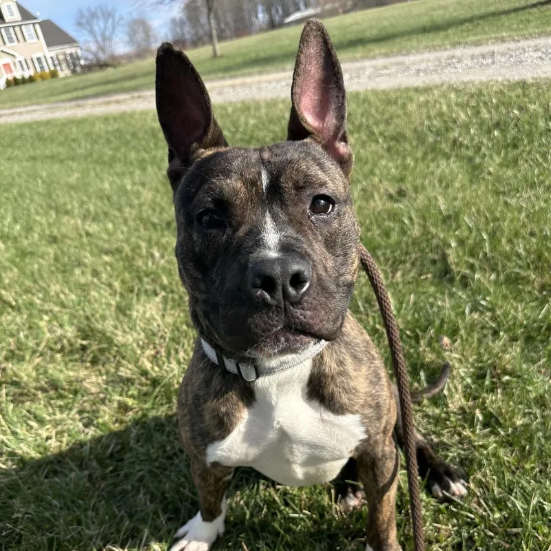 Coco Puff thumbnail 5