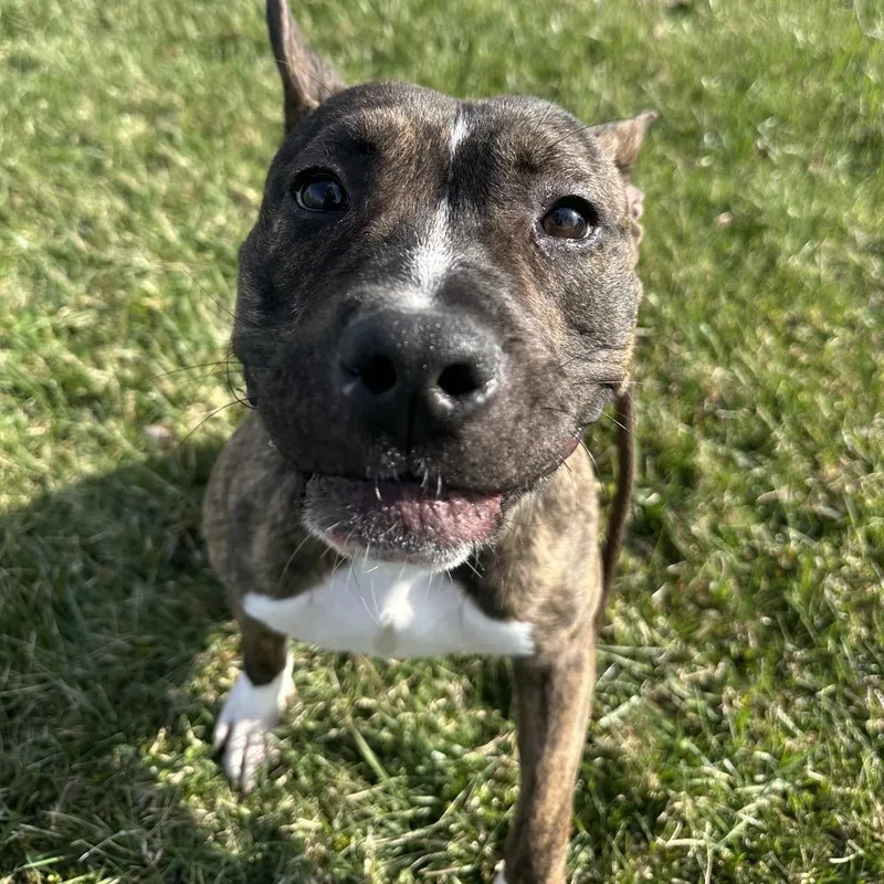 Coco Puff thumbnail 6