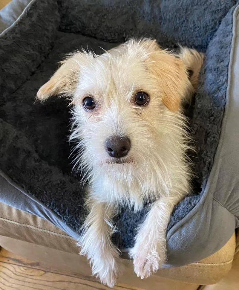 An adult small-sized female Maltese dog named Weezy Beezy for adoption in Oakland, CA