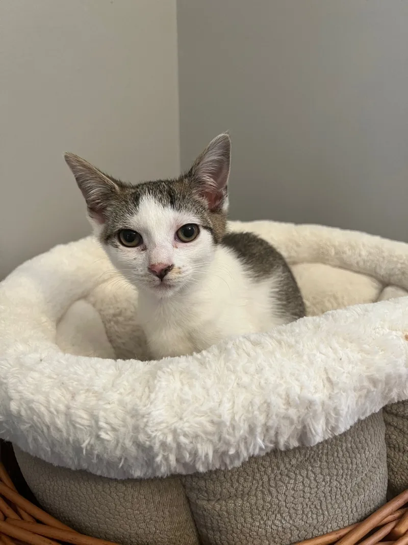 An adult medium-sized female Gray & White Domestic Short Hair cat named Kit for adoption in Nutley, NJ