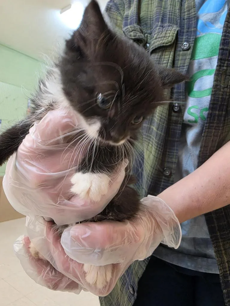 A baby small-sized female Domestic Short Hair cat named Hyacinth for adoption in Burnsville, NC