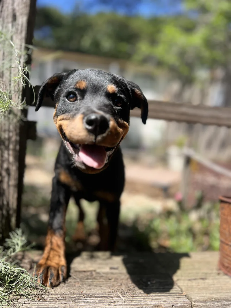 A baby medium-sized female Black Rottweiler dog named Halo for adoption in Hayward, CA