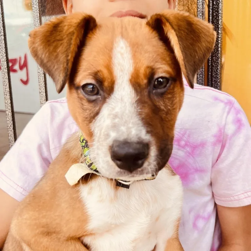 A baby small-sized male Brown / Chocolate Mixed Breed dog named Scout for adoption in Fredericksburg, VA