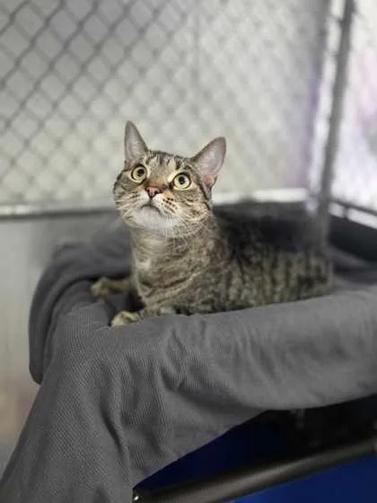 A baby small-sized female Domestic Short Hair cat named Gabby for adoption in Sevierville, TN