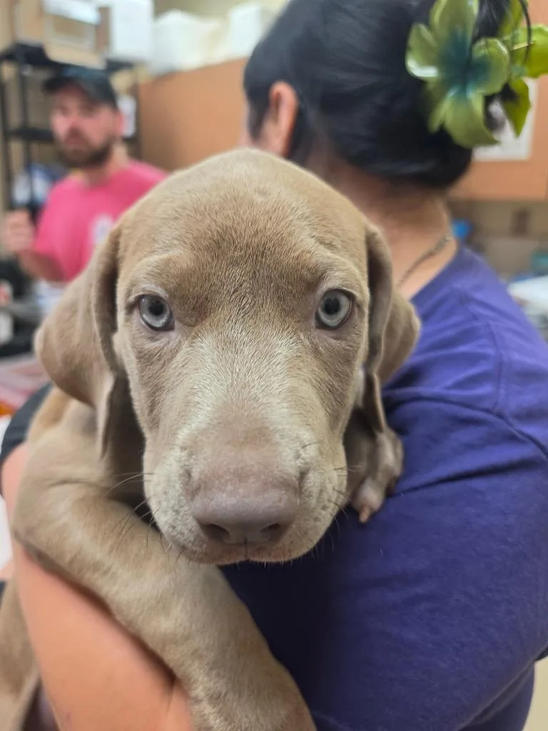 A baby small-sized female Mixed Breed dog named Jasmine for adoption in Bossier City, LA