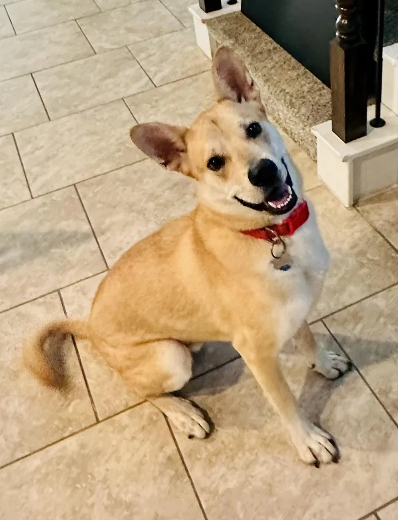 A young large-sized male Apricot / Beige Alaskan Malamute dog named Maxx for adoption in Houston, TX