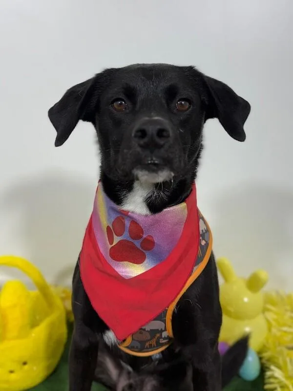 A young medium-sized male Black Labrador Retriever dog named Matt for adoption in Carlsbad, CA