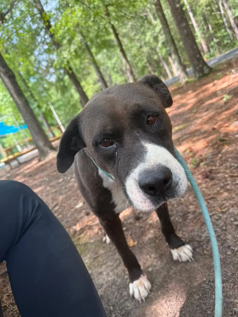 A young medium-sized male Black Terrier dog named Rufus for adoption in POLKTON, NC
