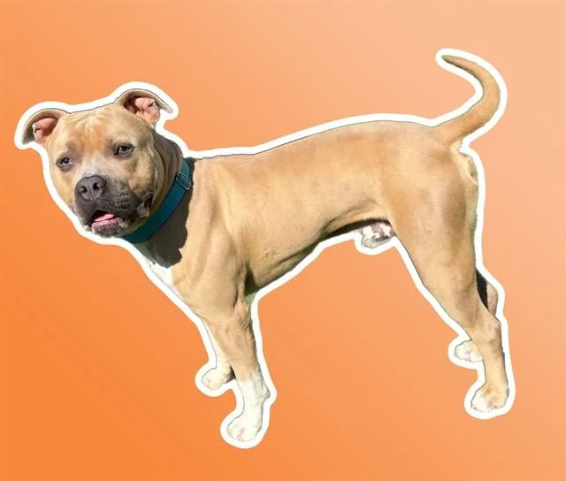 An adult large-sized male American Staffordshire Terrier dog named Duke for adoption in Sarasota, FL
