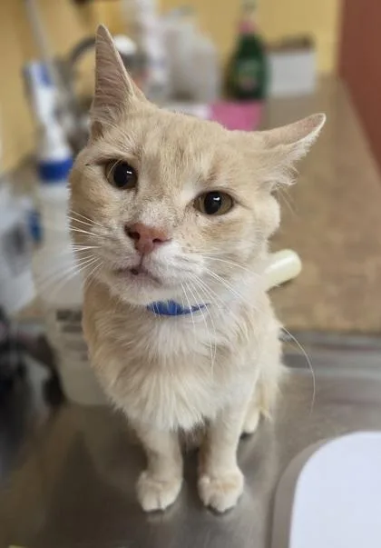 An adult large-sized male Domestic Short Hair cat named Red Bull for adoption in Westland, MI