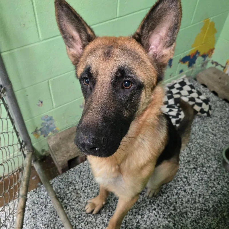 An adult large-sized male Yellow / Tan / Blond / Fawn German Shepherd Dog named Casper for adoption in Tawas City, MI