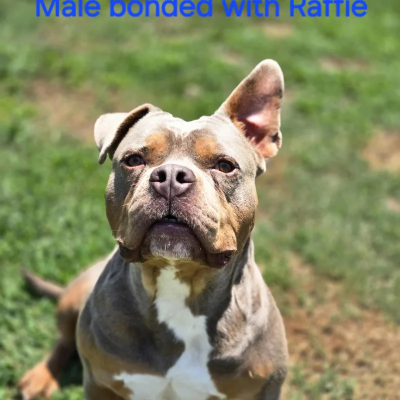 Bonded Couple thumbnail 5