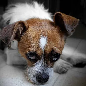 Oscar