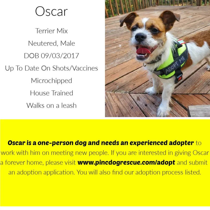 Oscar thumbnail 6
