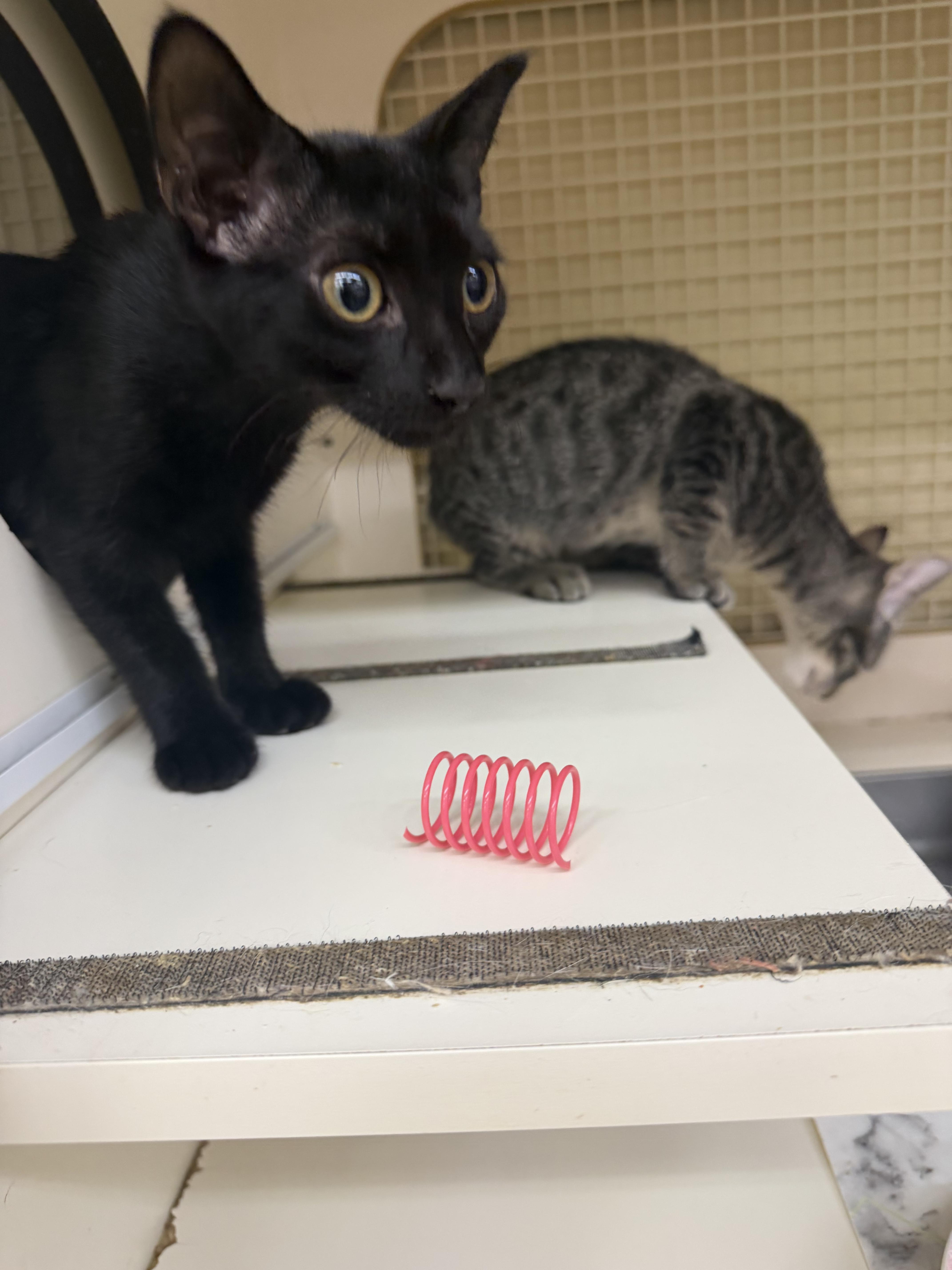 A baby small-sized female Domestic Medium Hair cat named Angelica for adoption in Lockport, IL