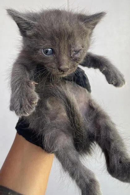 A baby small-sized male Gray / Blue / Silver Domestic Short Hair cat named 61760652 for adoption in El Paso, TX
