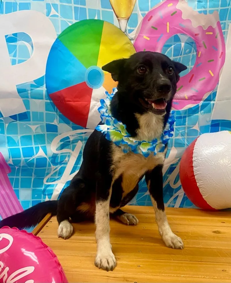 An adult medium-sized male Shepherd dog named Bundy for adoption in Bryant, AR