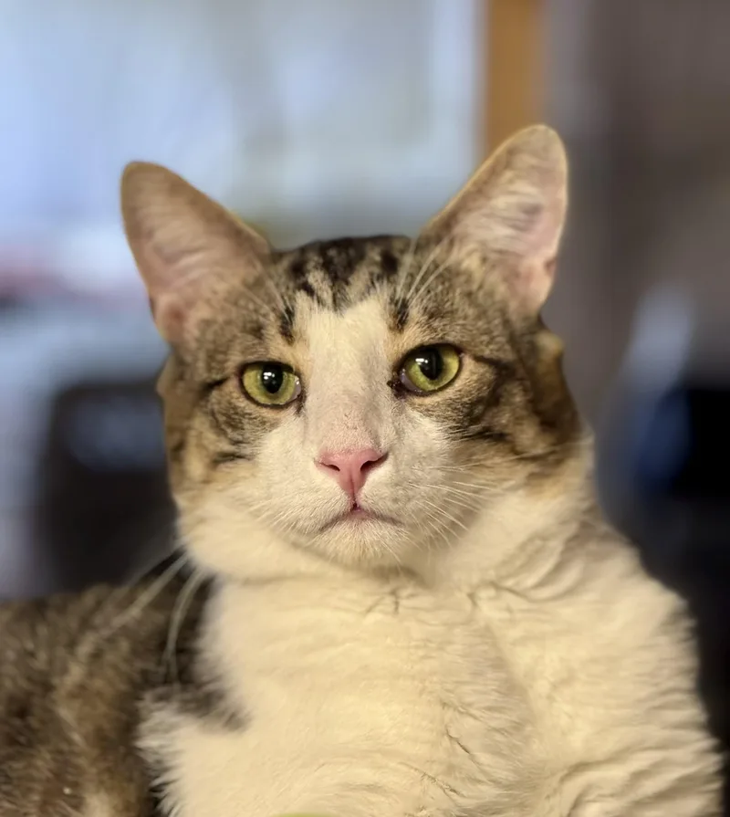 A young medium-sized male Tabby (Brown / Chocolate) Domestic Short Hair cat named Porkchop for adoption in Rixeyville, VA