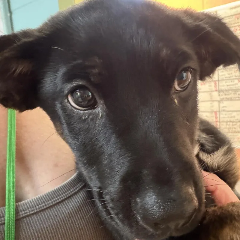 A baby small-sized male Black Labrador Retriever dog named Kebab for adoption in Austin, TX