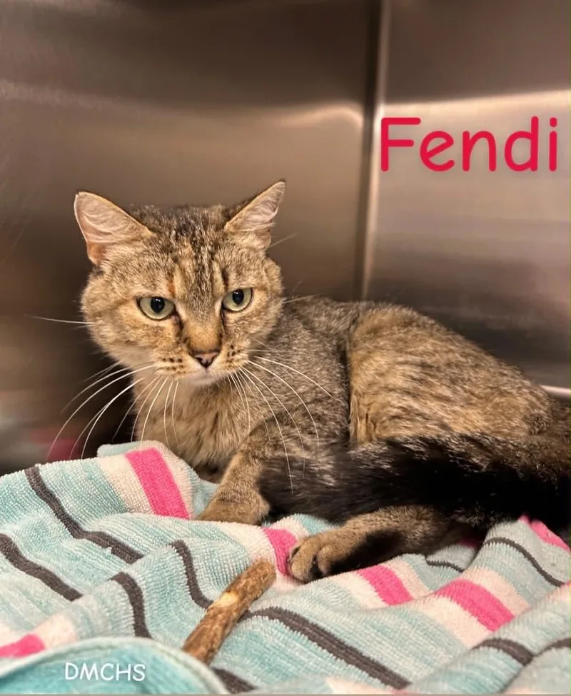 A young medium-sized female Tabby (Brown / Chocolate) Domestic Short Hair cat named Fendi for adoption in Burlington, IA