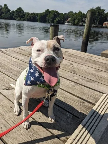 An adult large-sized female Mixed Breed dog named Missy for adoption in Fairfax, VA