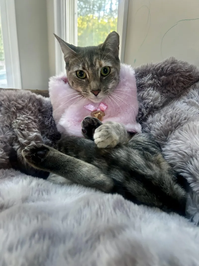 A young medium-sized female Tabby (Gray / Blue / Silver) Domestic Short Hair cat named Carrie for adoption in Manalapan, NJ