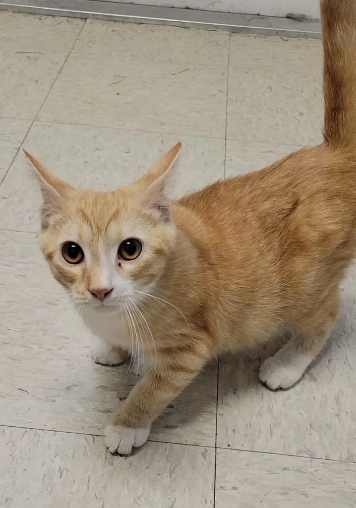 A baby medium-sized male Domestic Short Hair cat named Oyster for adoption in Sandusky, OH