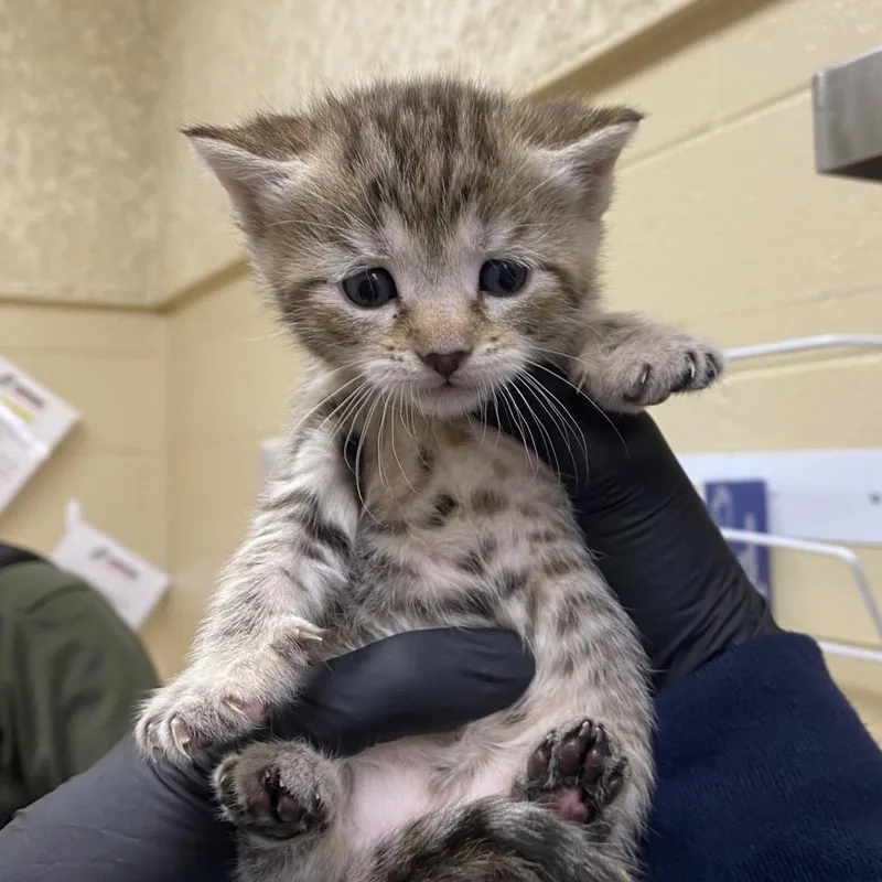A baby small-sized female Brown / Chocolate Domestic Short Hair cat named Cosette for adoption in Winston-Salem, NC