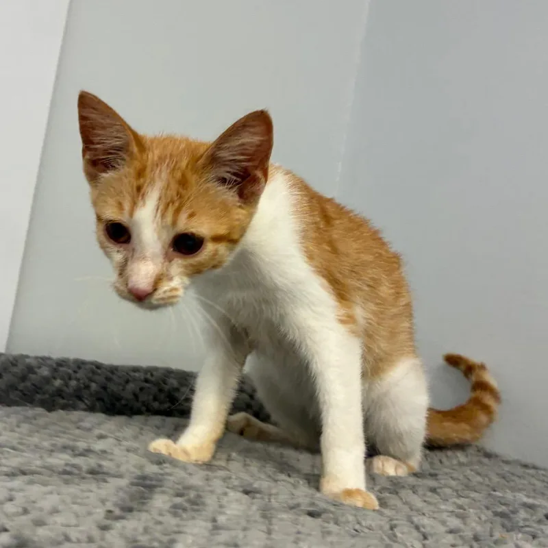 A baby small-sized male Orange / Red Domestic Short Hair cat named Crown for adoption in Morganfield, KY