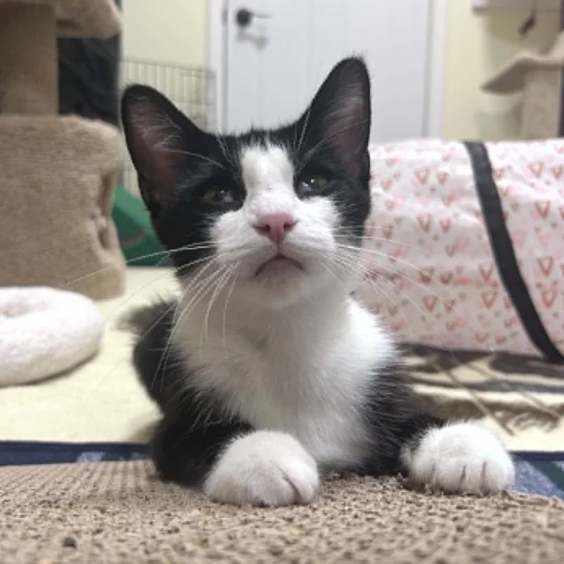 An adult medium-sized female Black Domestic Short Hair cat named Josie for adoption in West Olive, MI