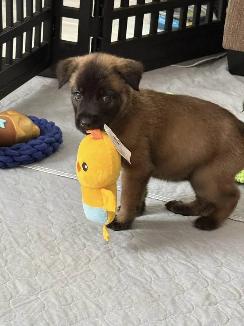 Nova
