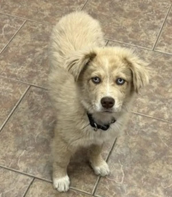 A baby medium-sized female Australian Shepherd dog named Artichoke for adoption in Littleton, CO