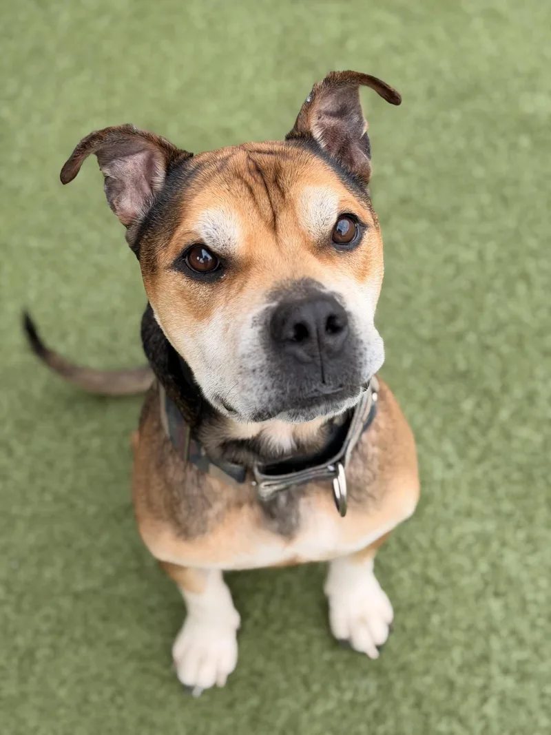 A senior medium-sized male Sable Pit Bull Terrier dog named Clutch for adoption in Mount Juliet, TN