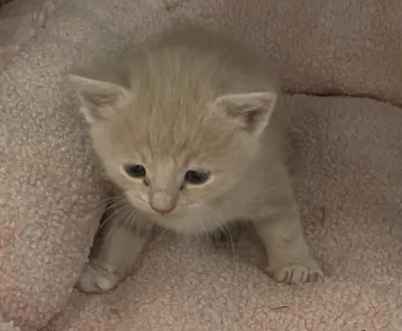 A baby medium-sized male Tabby (Buff / Tan / Fawn) Tabby cat named Harper for adoption in Huntington Beach, CA