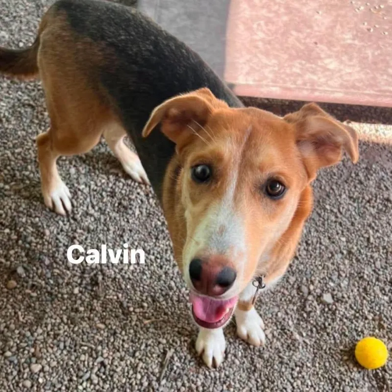 A young medium-sized male Apricot / Beige Hound dog named Calvin for adoption in Marseilles, IL