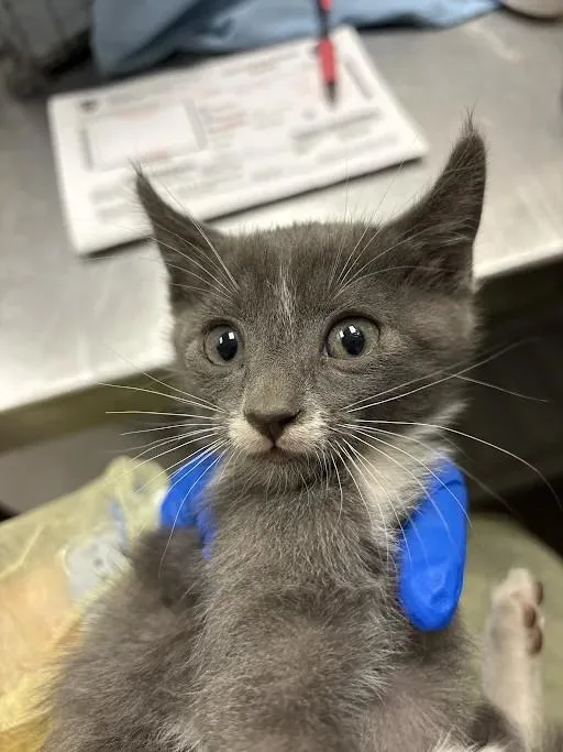A baby small-sized male Domestic Short Hair cat named Looper for adoption in Las Vegas, NV