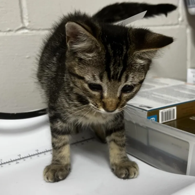 A baby small-sized female Brown / Chocolate Domestic Short Hair cat named Polina for adoption in Birmingham, AL