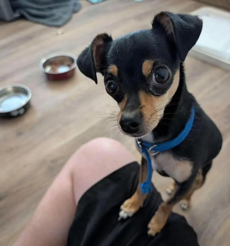 A young small-sized female Chihuahua dog named Doby and Goldy for adoption in Prineville, OR