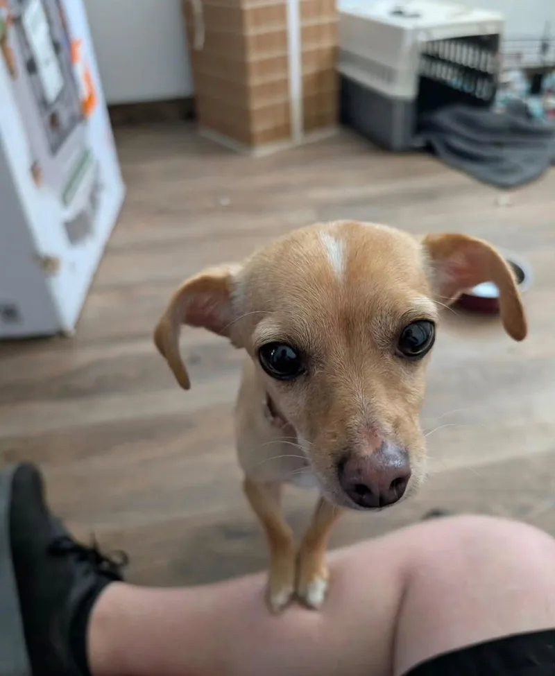 Doby and Goldy thumbnail 2