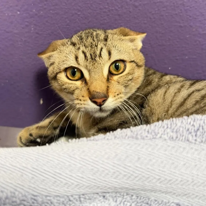 A baby medium-sized male Brown / Chocolate Domestic Short Hair cat named Jon for adoption in Englewood, FL