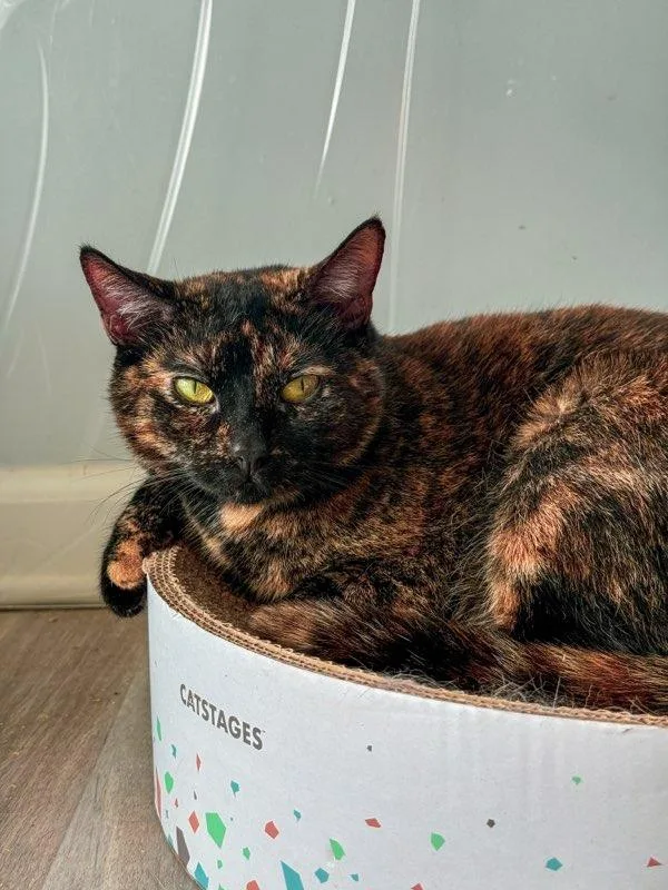 A young medium-sized female Domestic Short Hair cat named Phoenix for adoption in Windsor, CT