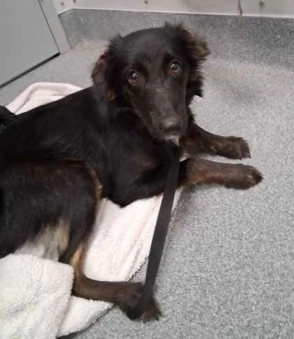 A young medium-sized female Australian Shepherd dog named TBoz for adoption in Sevierville, TN