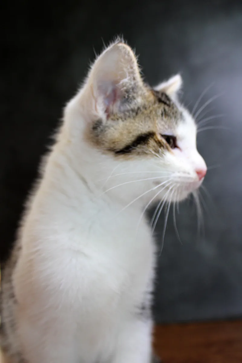Kipper the Cat