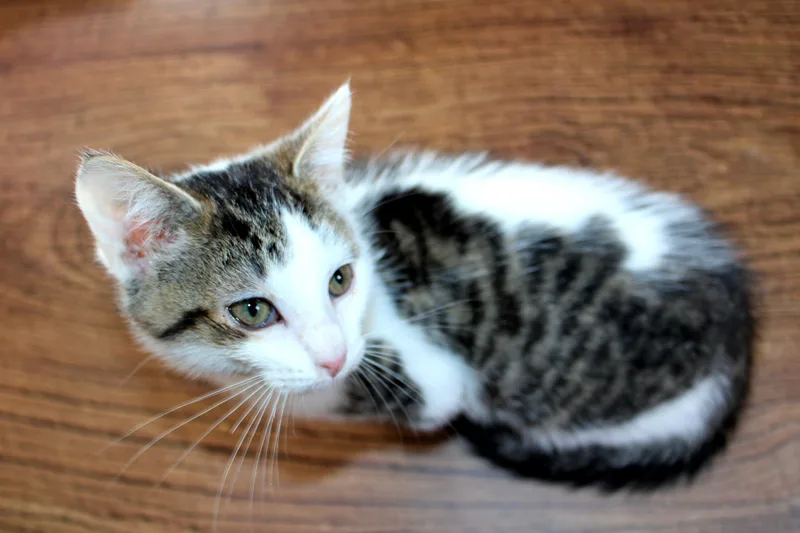 Kipper the Cat thumbnail 2