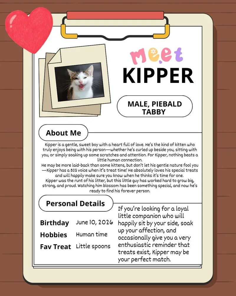 Kipper the Cat thumbnail 3