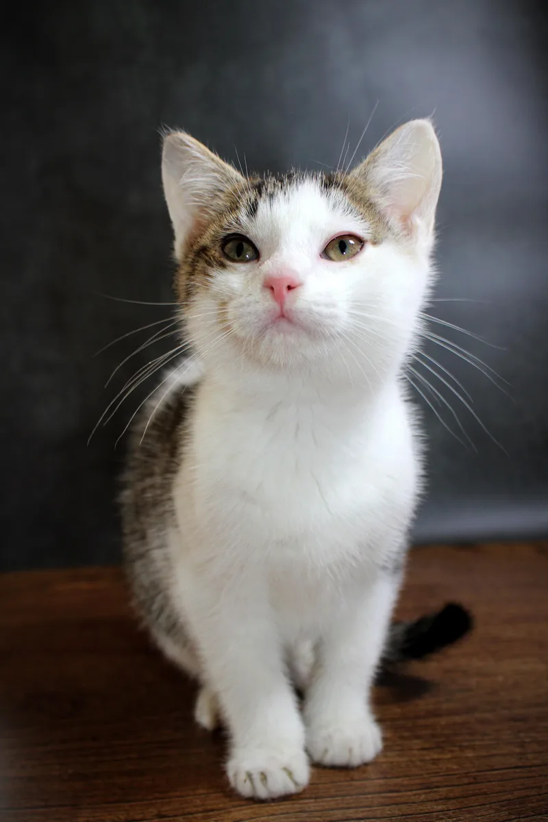 Kipper the Cat thumbnail 4