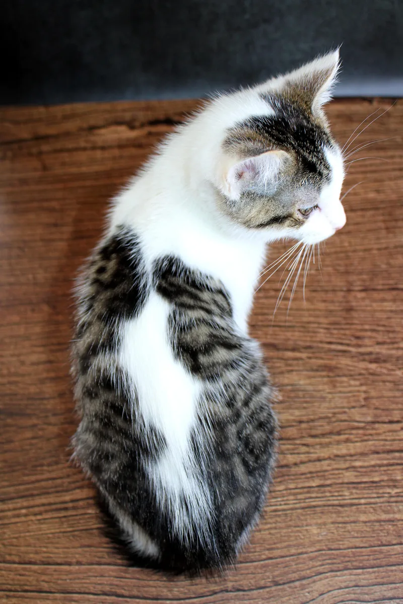 Kipper the Cat thumbnail 5