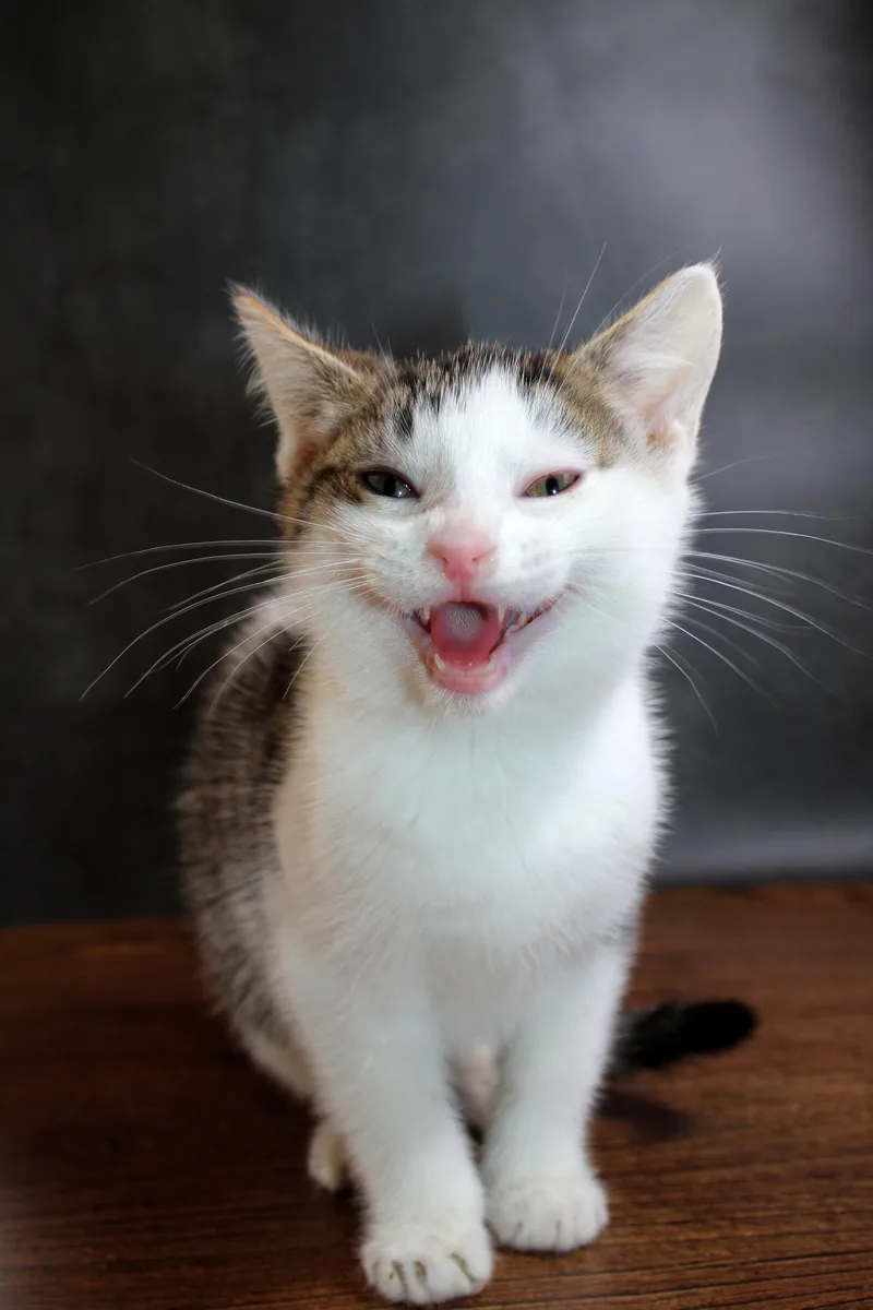 Kipper the Cat thumbnail 6