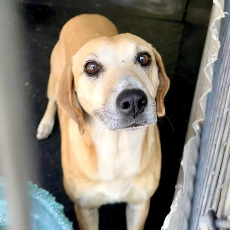 A young medium-sized female Brown / Chocolate Mixed Breed dog named Rita for adoption in Evensville, TN